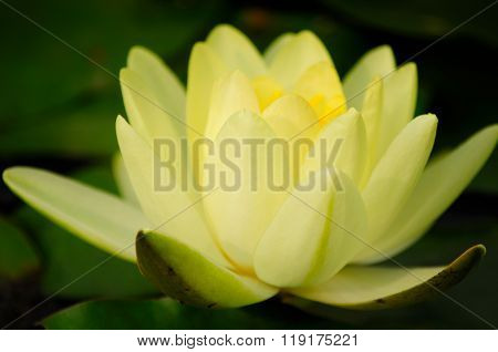 Yellow water lily