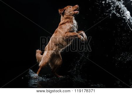 Dog Nova Scotia Duck Tolling Retriever, Dogs Play, Jump, Run, Move In Water