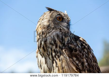 Owl - Bird From The Order Strigiformes