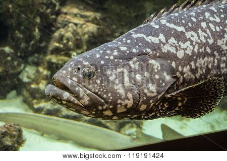 Goliath grouper (Epinephelus itajara)