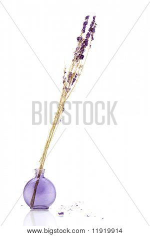Lavanda seco sobre fondo blanco