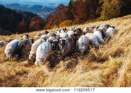 flock of sheep vypasayetsya. Carpathians. Ukraine, Europe