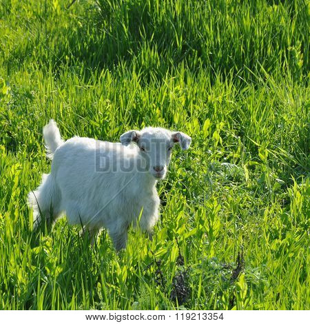 goat in the meadow