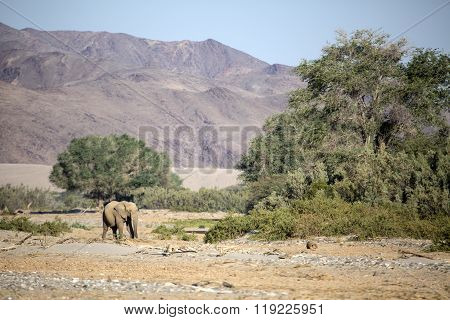 Desert Elephant in the Kunene region of Namibia.