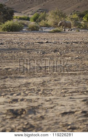 Desert Elephant in the Kunene region of Namibia.