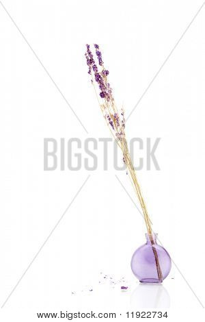 Lavanda seco sobre fondo blanco