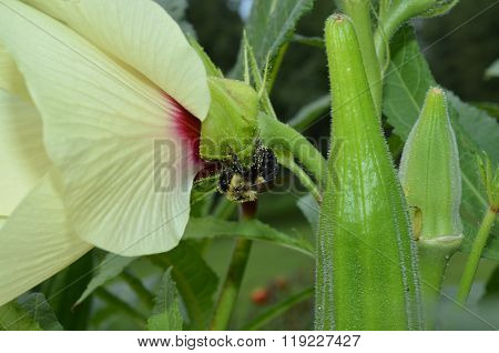Bumble bee covered in pollen