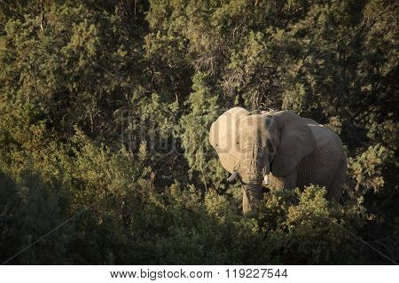 Desert Elephant in the Kunene region of Namibia.