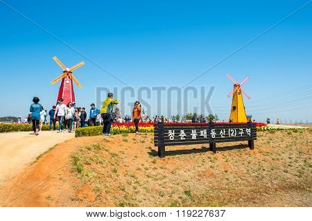 Daebudo Tulips Festival is the largest tulips festival in Korea.