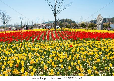 Daebudo Tulips Festival is the largest tulips festival in Korea.