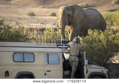 Desert Elephant in the Kunene region of Namibia.
** Note: Soft Focus at 100%, best at smaller sizes