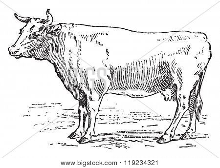 Cow Bretonne, vintage engraved illustration. Dictionary of words and things - Larive and Fleury - 1895.