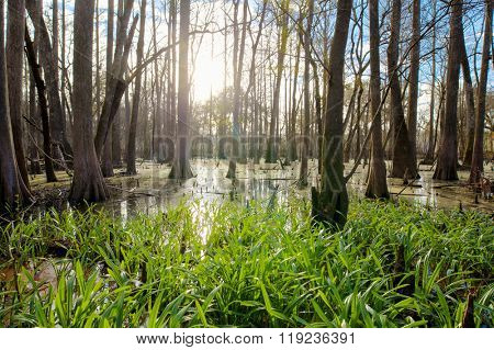Cypress swamp in northern Florida in early morning