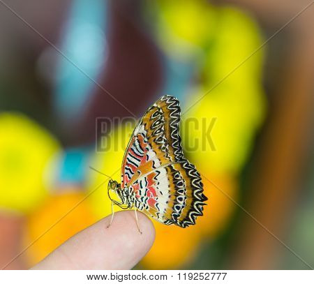 The Color Butterfly Sits On A Finger