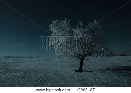 Alone Tree And Moon In Night