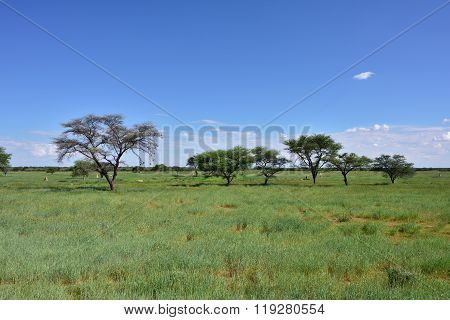 African Bush Savannah, Namibia