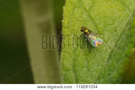 Macro photo of a Dolichopodidae fly, insect