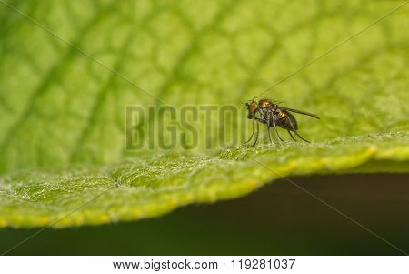 Macro photo of a Dolichopodidae fly, insect