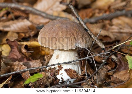 The cep in the forest