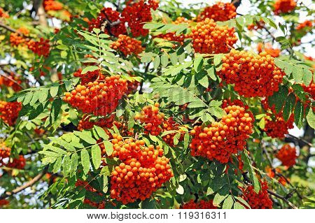 Rowan Berries, Mountain Ash (sorbus)