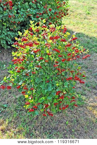 Some Ripe Viburnum On Branch