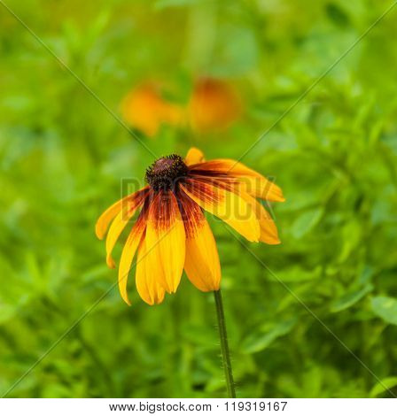 bright yellow flower garden