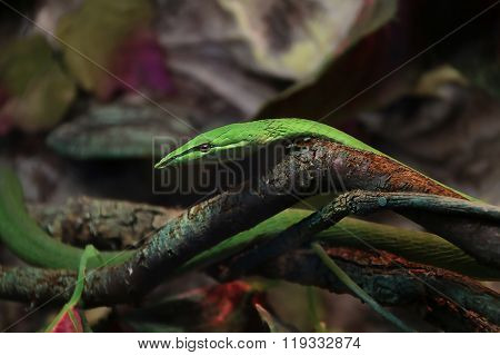 Green Snake On A Tree