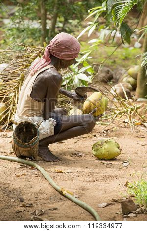 Editorial documentary. Old climber on coconut tree