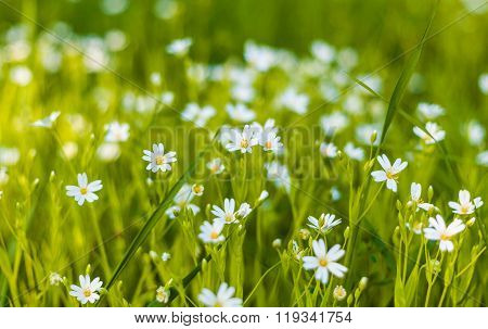 daisy meadow