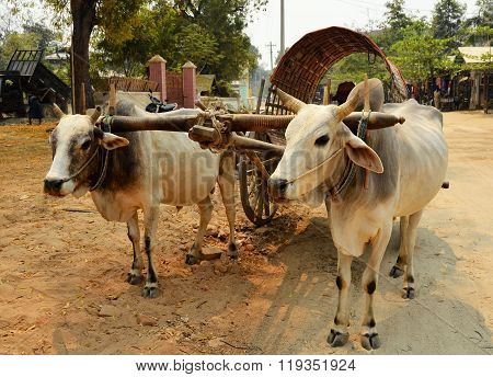 Cow Carriage Taxi At Mingun Pagoda In Mandalay