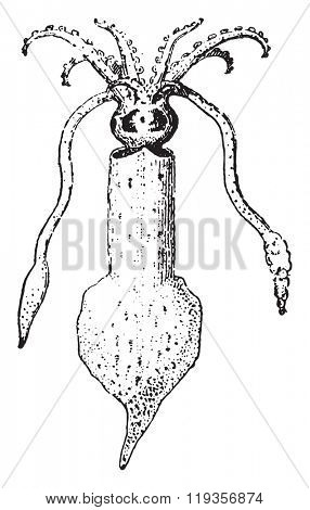Squid, vintage engraved illustration. Dictionary of words and things - Larive and Fleury - 1895.