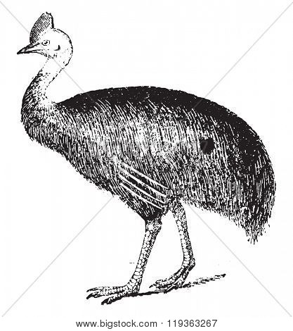 Cassowary, vintage engraved illustration. Dictionary of words and things - Larive and Fleury - 1895.