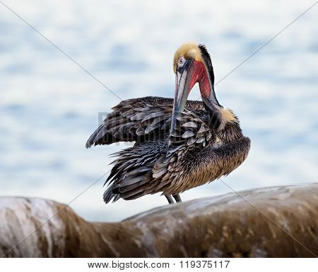 Brown Pelican Preening