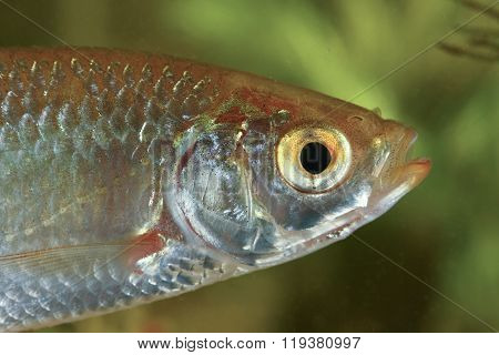 Portrait Of Common Rudd Fish