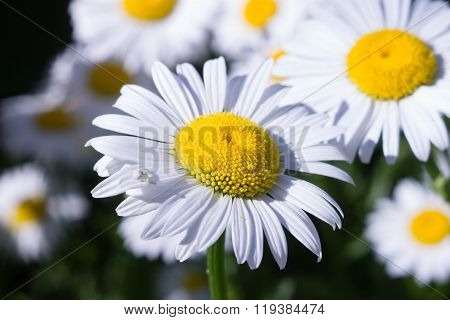 Chamomile