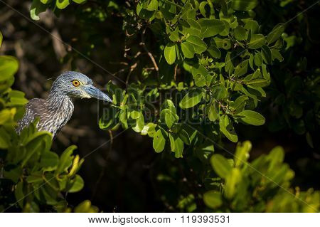Yellow-crowned Night Heron