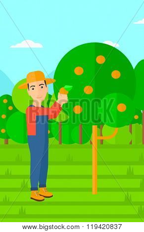 Farmer collecting oranges.