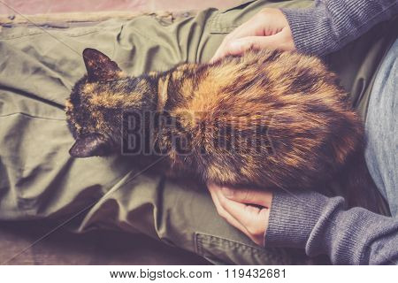 Cat Is Resting
