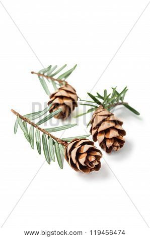 Perfect Young Fir Cones.