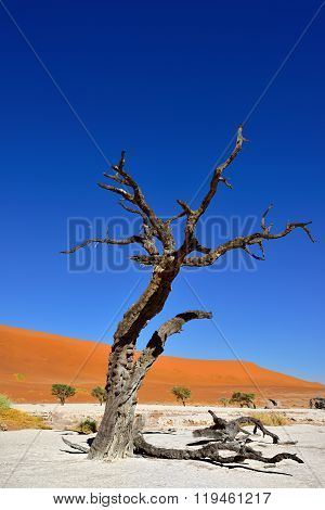 Deadvlei, Namib-naukluft National Park, Namibia, Africa
