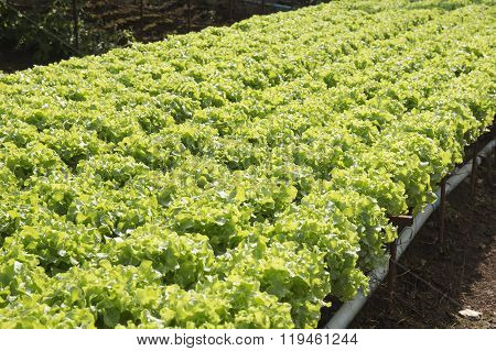 Organic Vegetables Hydro Phonic Plantation