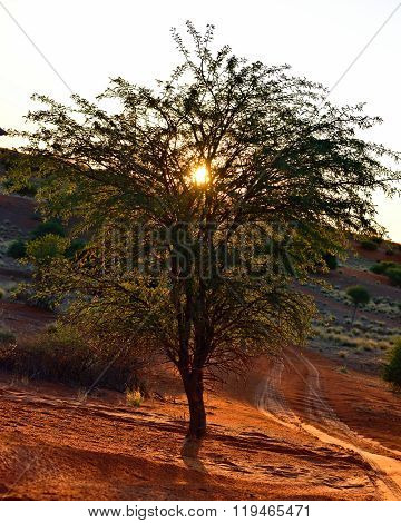 Namibia, Africa, Tree Against Sunset