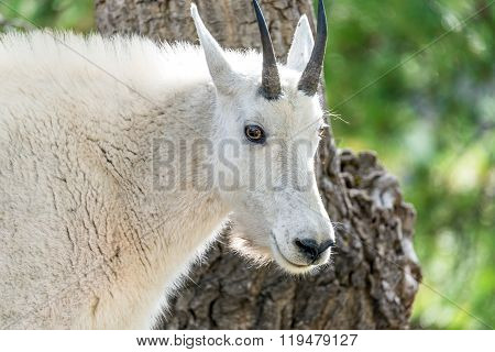 Rocky Mountain Goat Closeup