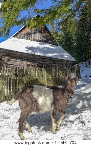 Goat In Oblazy, Slovakia