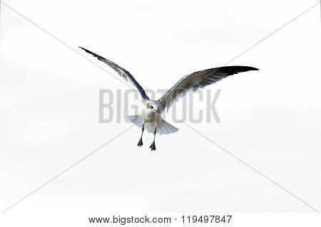 Bird Flying