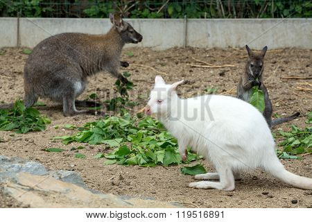 Grazzing Red-necked Wallaby