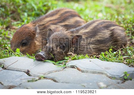 Baby wild boars sleeping on grass