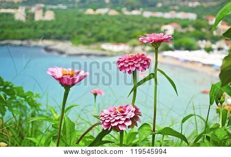 pink flowers at Stoupa beach Peloponnese Greece
