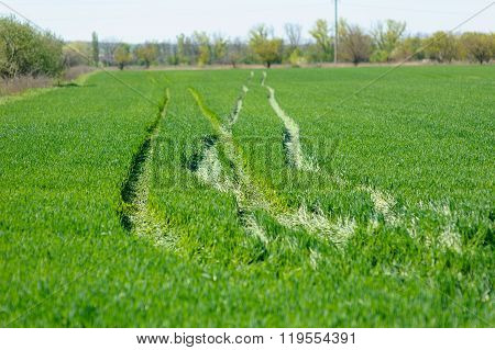 Green Field With Tractor Tracks