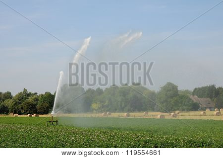 Watering In A Field